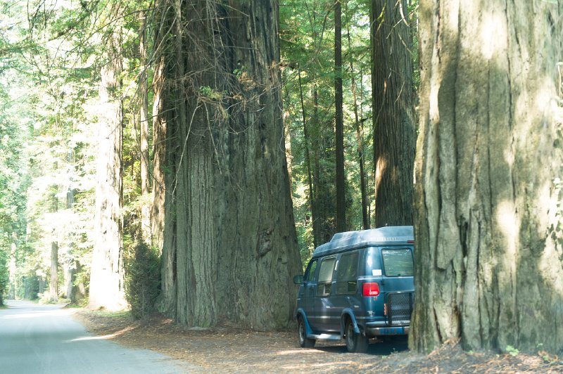 20150822_125042 D3S.jpg - Giant redwoods, Humbolt Redwood State Park